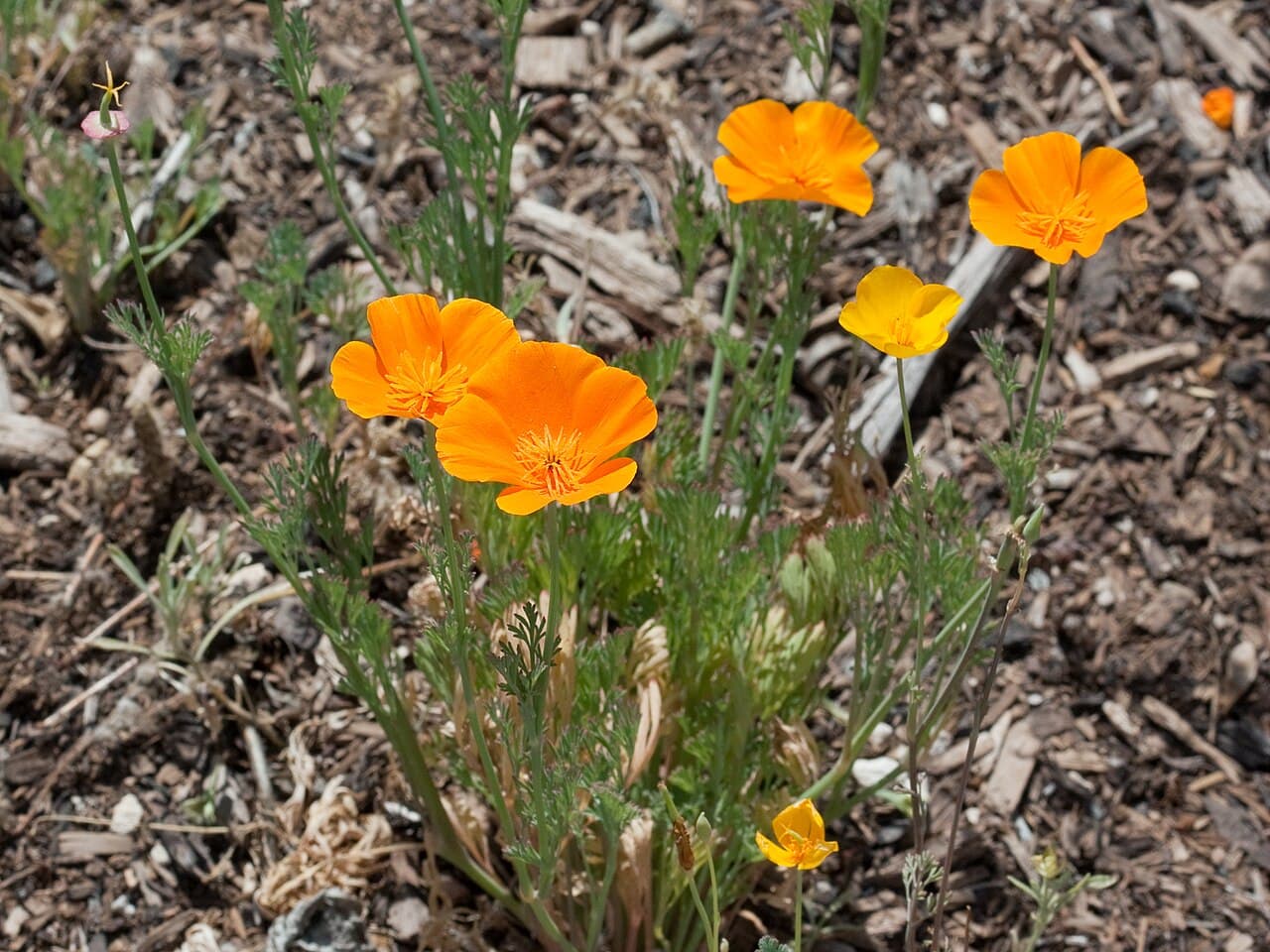 Orange California poppy flower