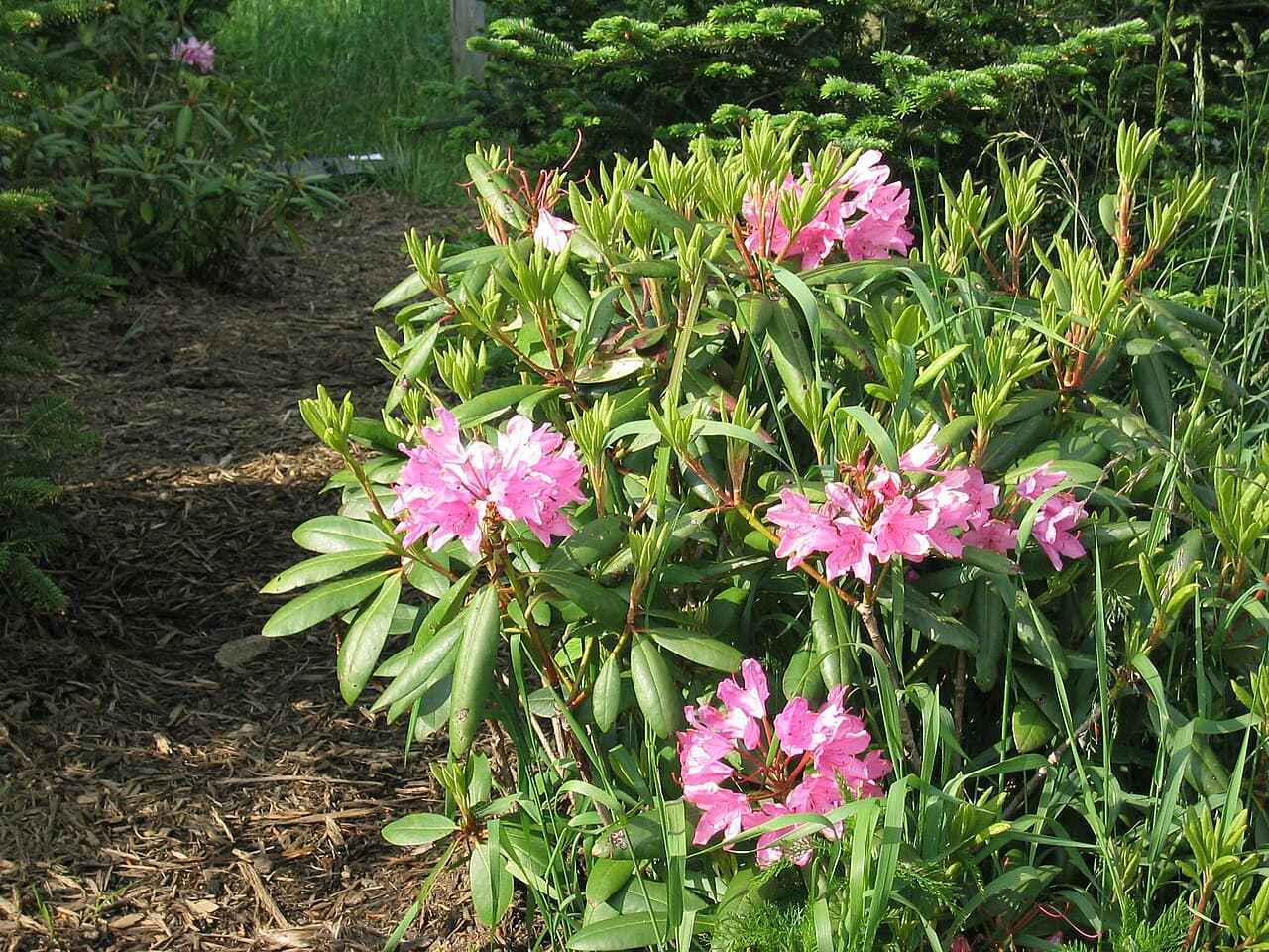 Purple Catawba rhododendron flower truss