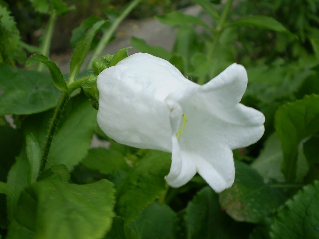 Large bell flowers of Canterbury bells