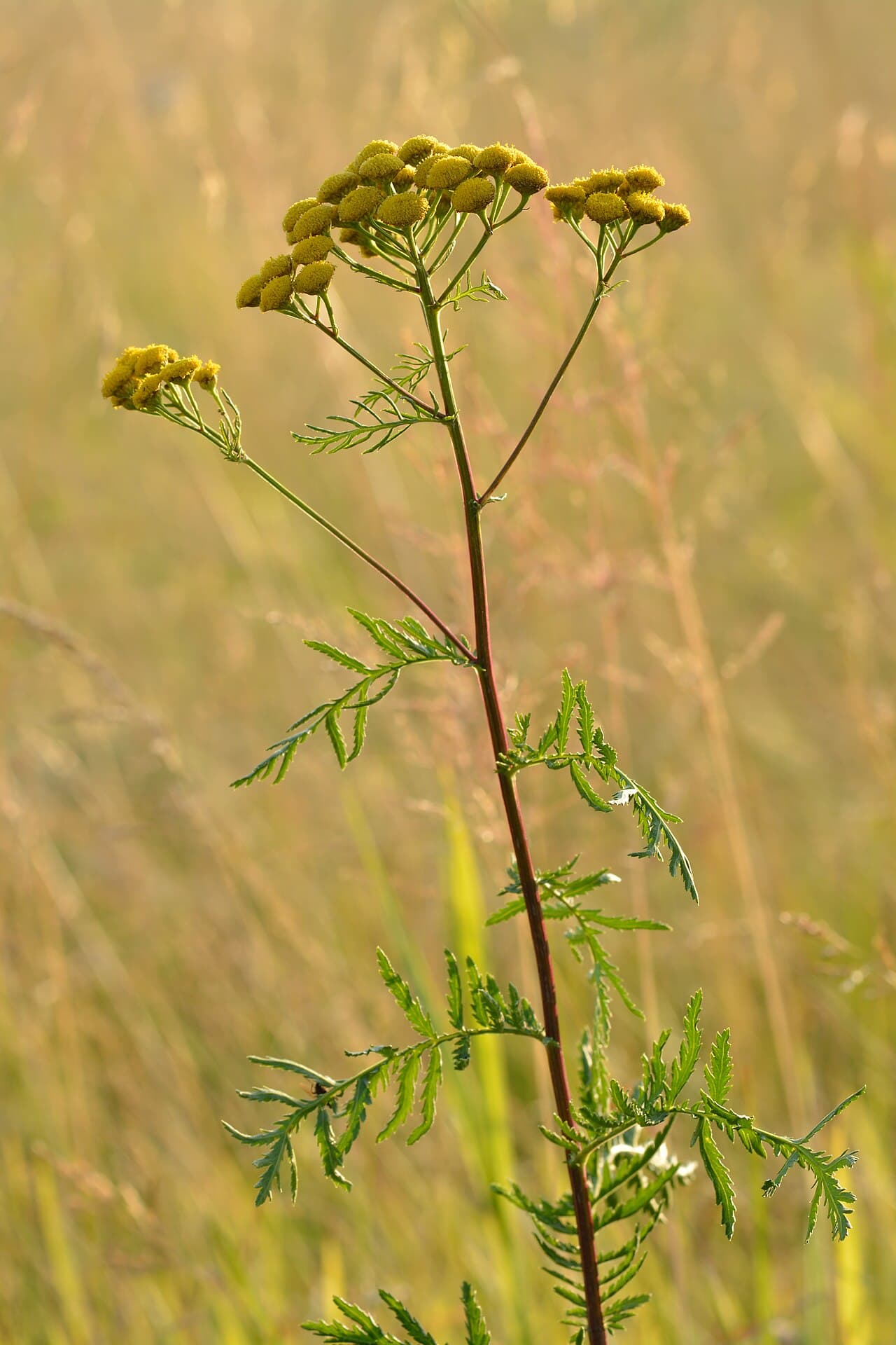 Flat yellow button flowers of tansy