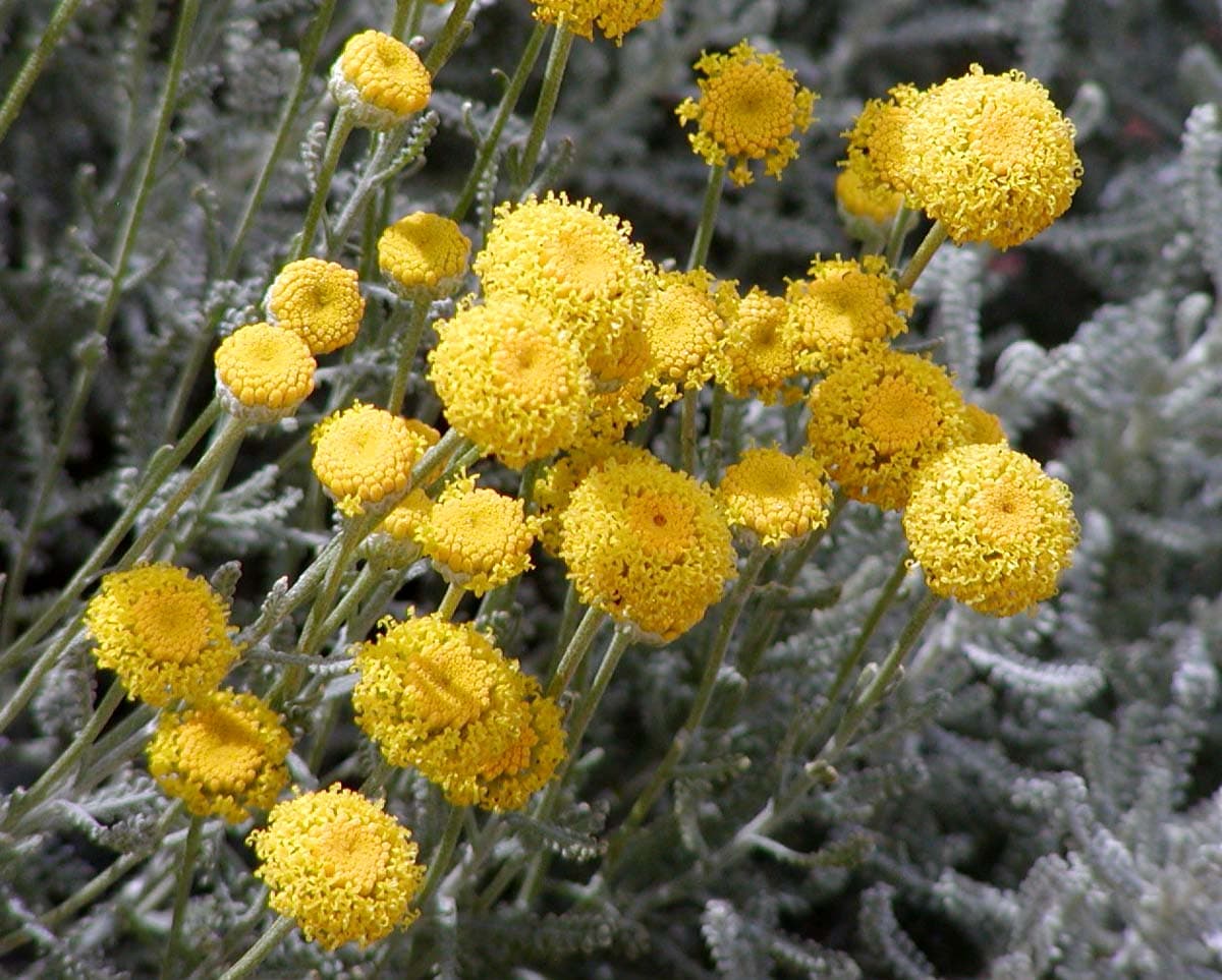 Yellow button flowers over silver santolina foliage