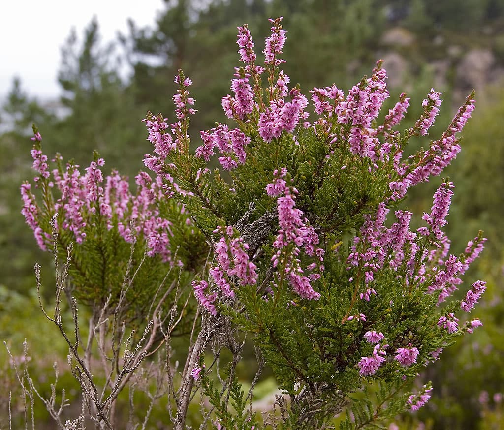 Purple heather flowers
