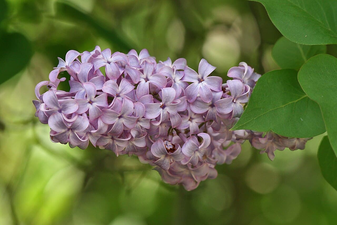Purple lilac flower panicle