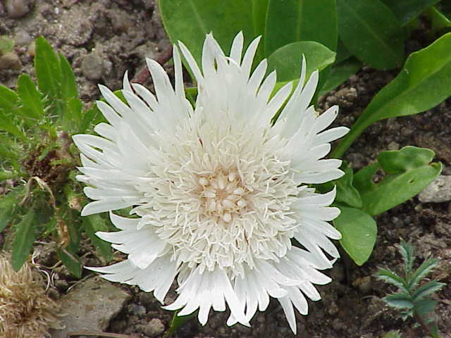 Fringed lavender-blue Stokes aster flower