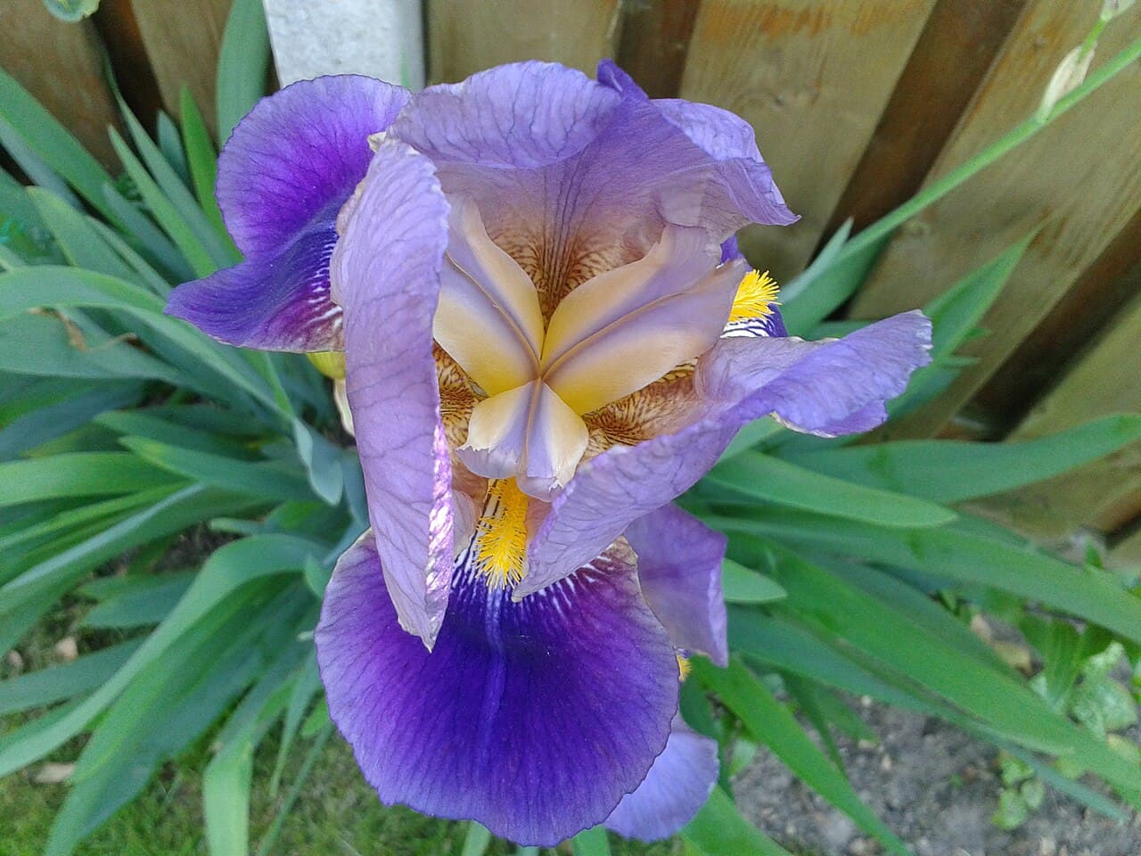 Purple bearded iris flower with ruffled falls and a fuzzy beard
