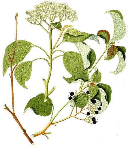 Tiered horizontal branching of pagoda dogwood