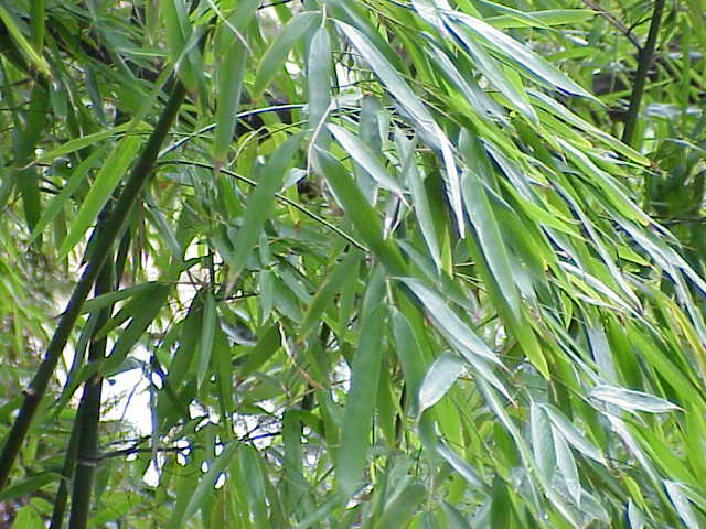Golden bamboo canes