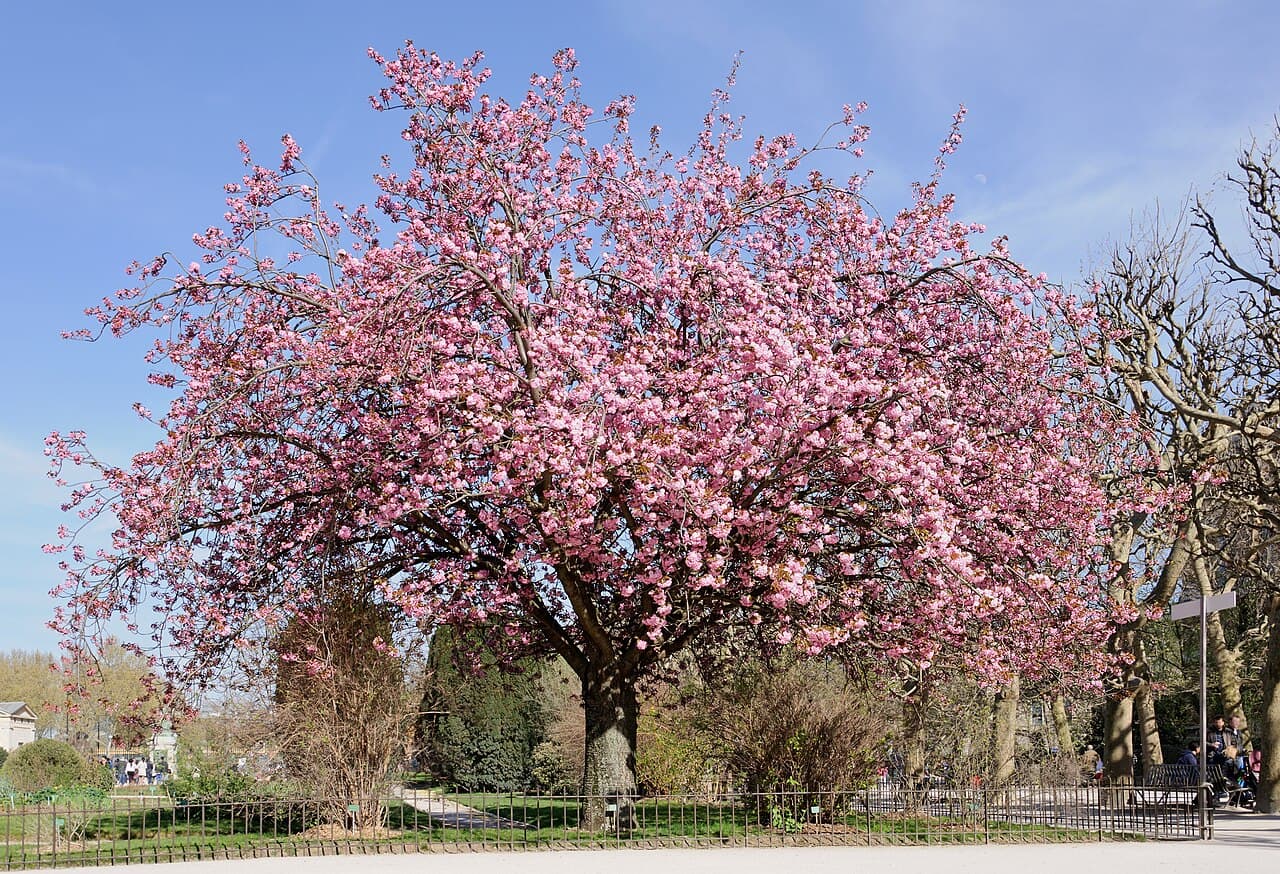 Japanese cherry in full pink blossom