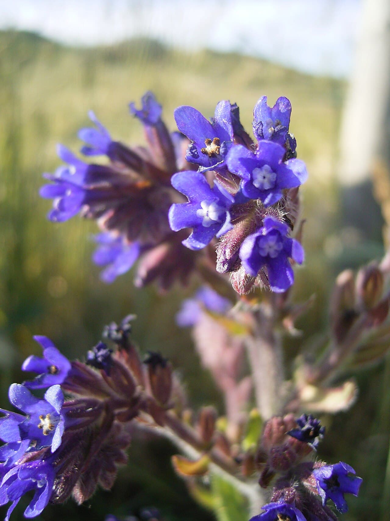 Deep blue bugloss flowers