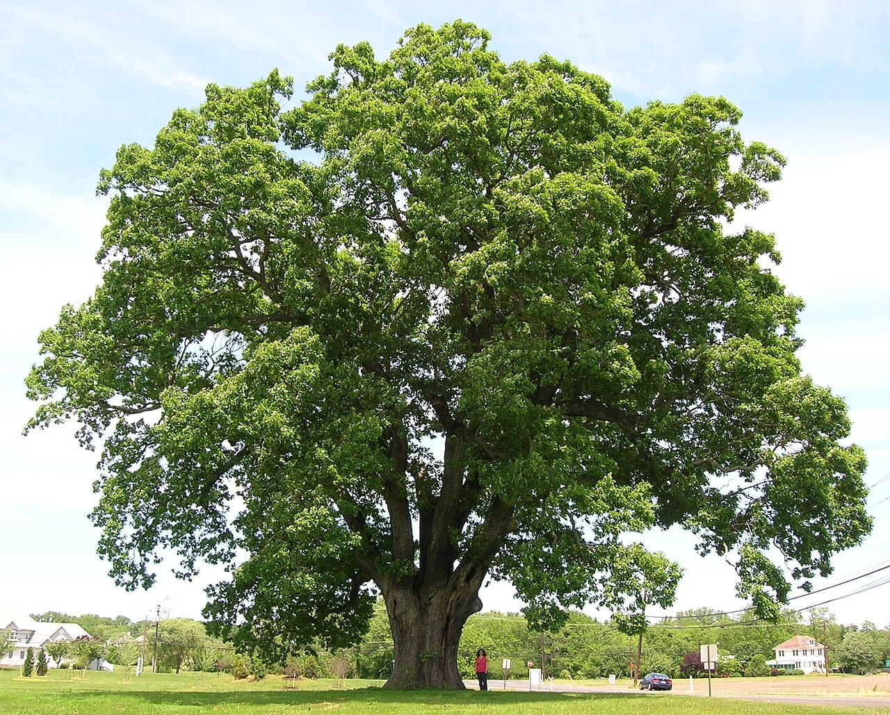Broad spreading crown of white oak