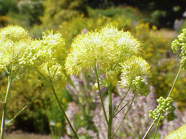 Airy flower heads of meadow rue
