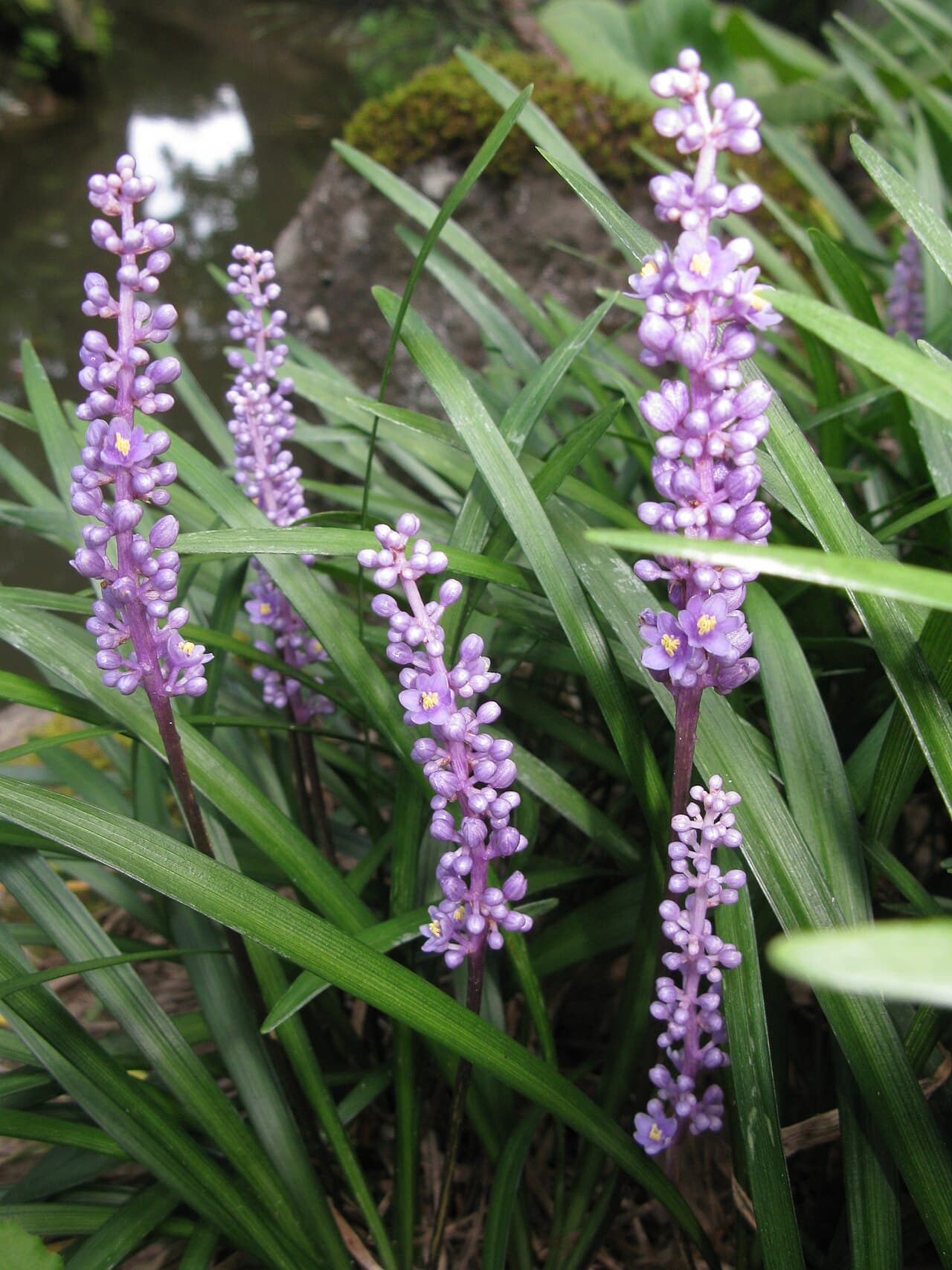 Purple flower spikes among strap-like lilyturf foliage