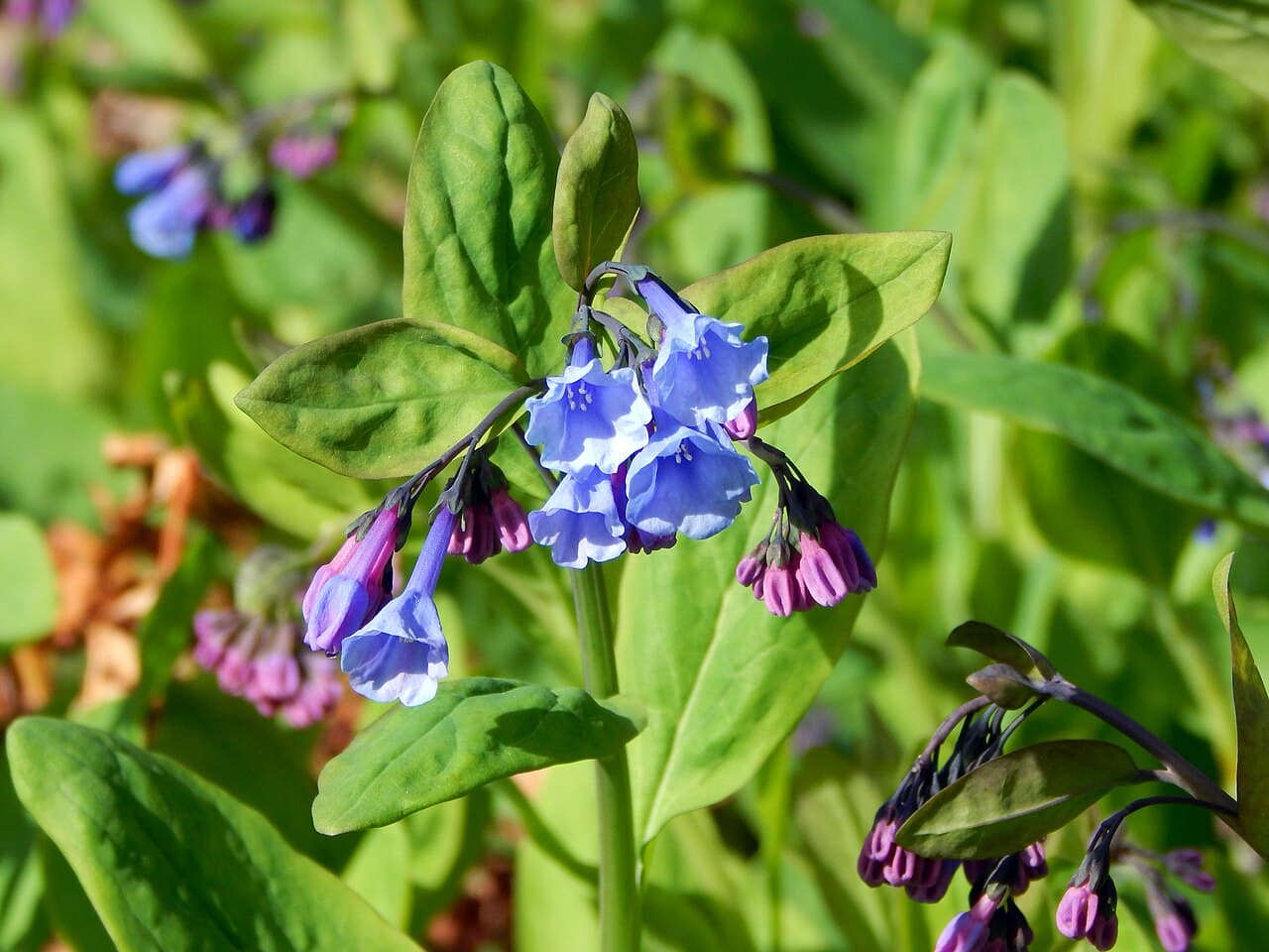 Blue nodding bluebell flowers of Mertensia