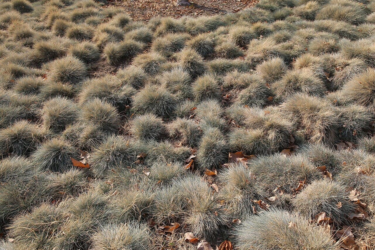 Neat blue-grey tufts of blue fescue