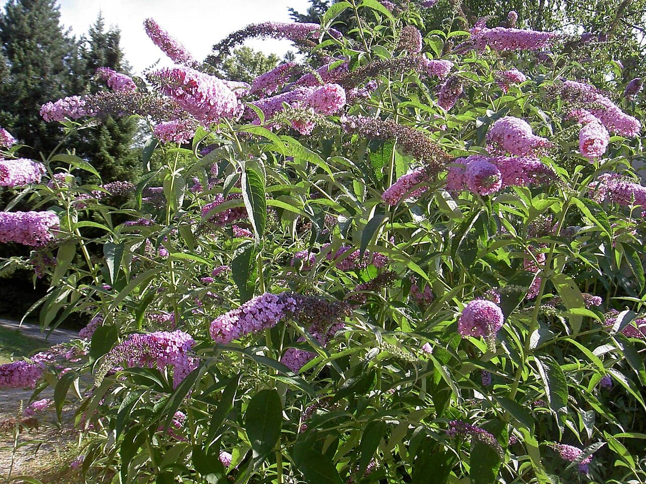 Butterfly bush in flower with long purple flower panicles