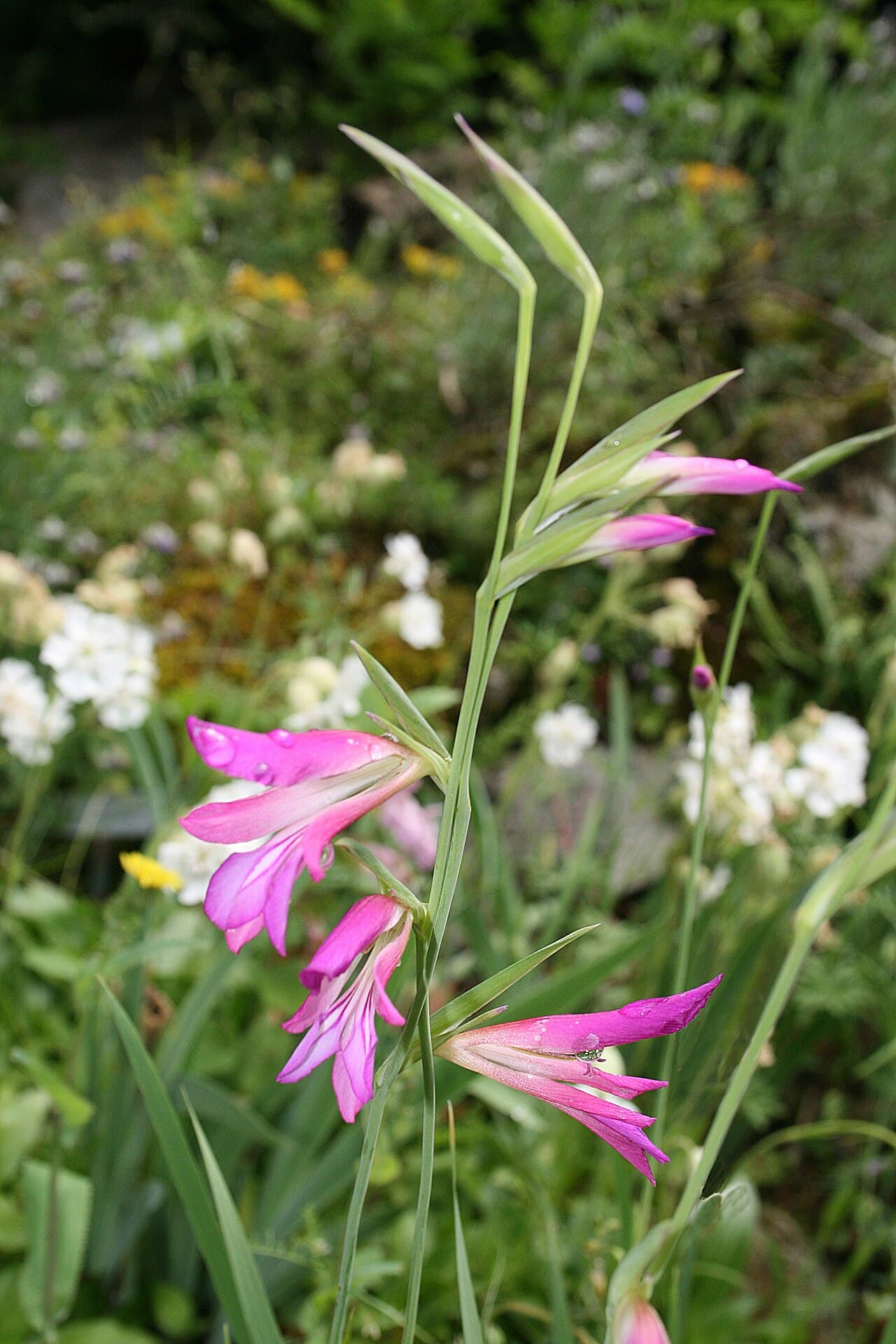 Magenta gladiolus flower spike
