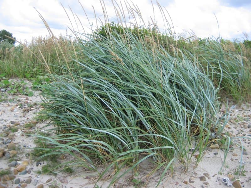 Steel blue blades of lyme grass