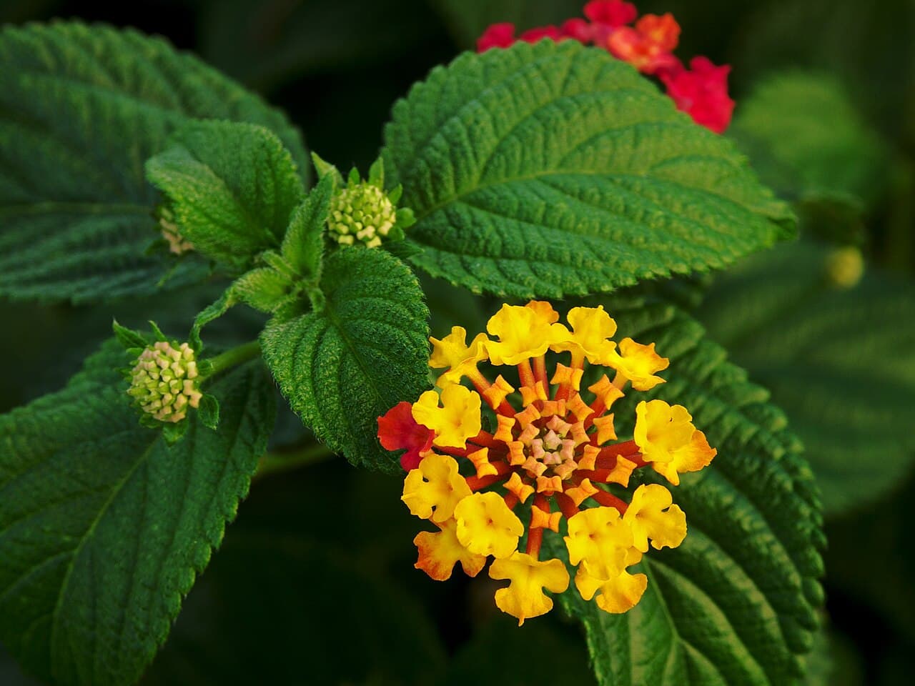 Lantana flower cluster in yellow, orange and pink with textured leaves