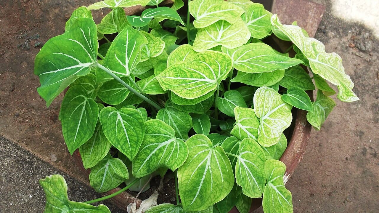 Patterned pink and green caladium leaves