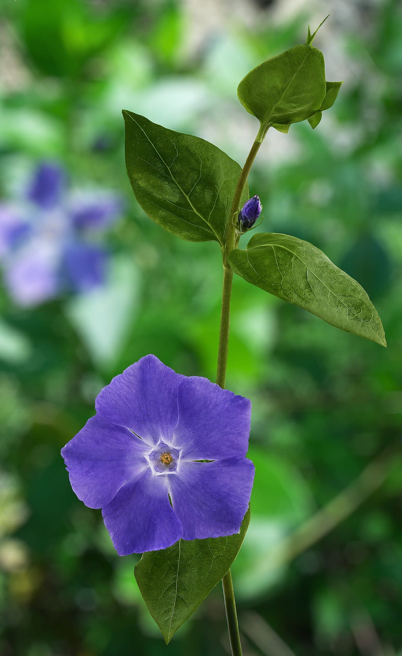 Blue-violet flower of greater periwinkle