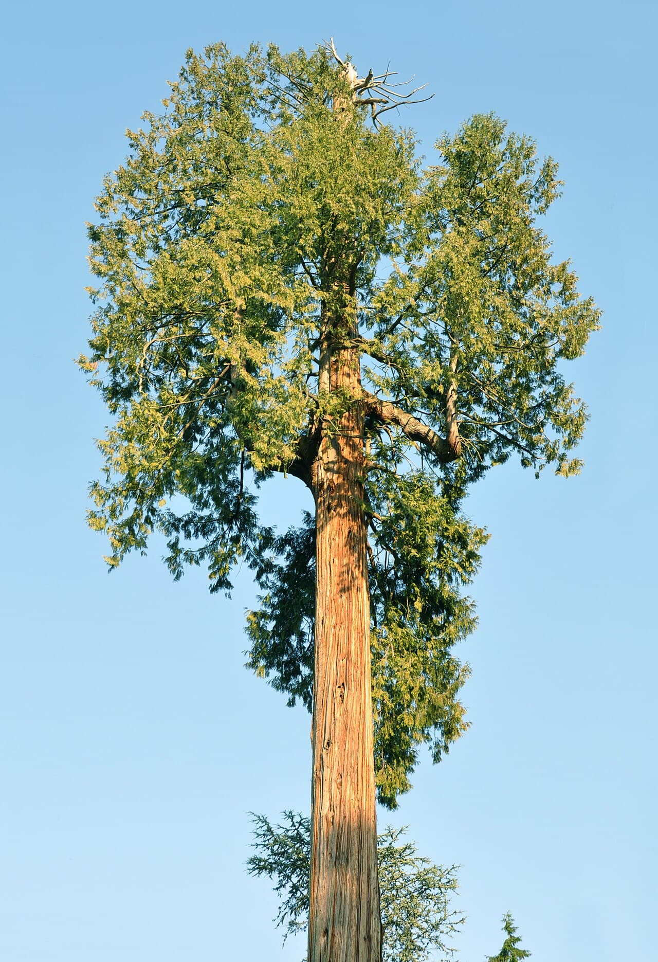 Tall western red cedar
