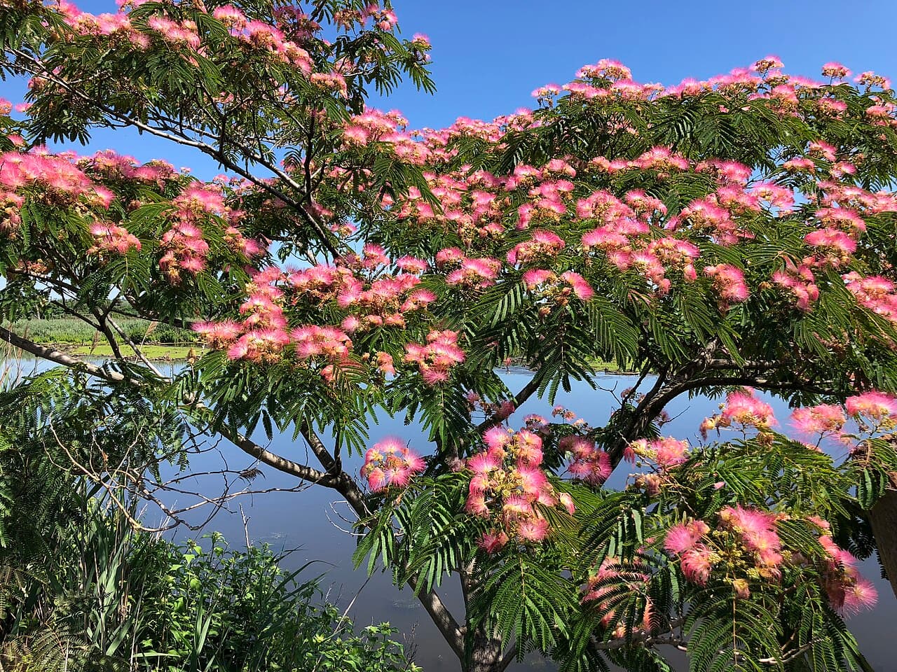 Pink powderpuff flowers of mimosa tree