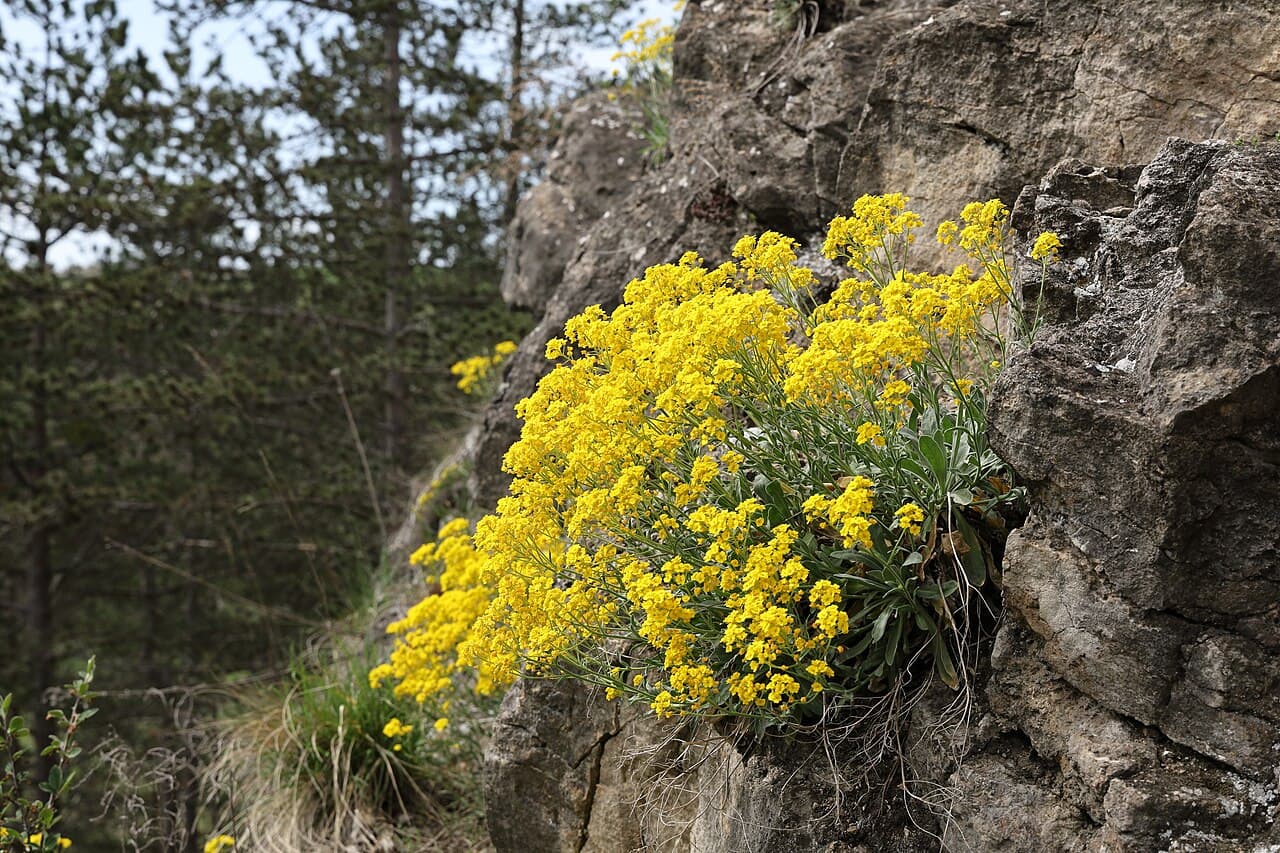 Sheets of yellow basket-of-gold flowers over grey foliage