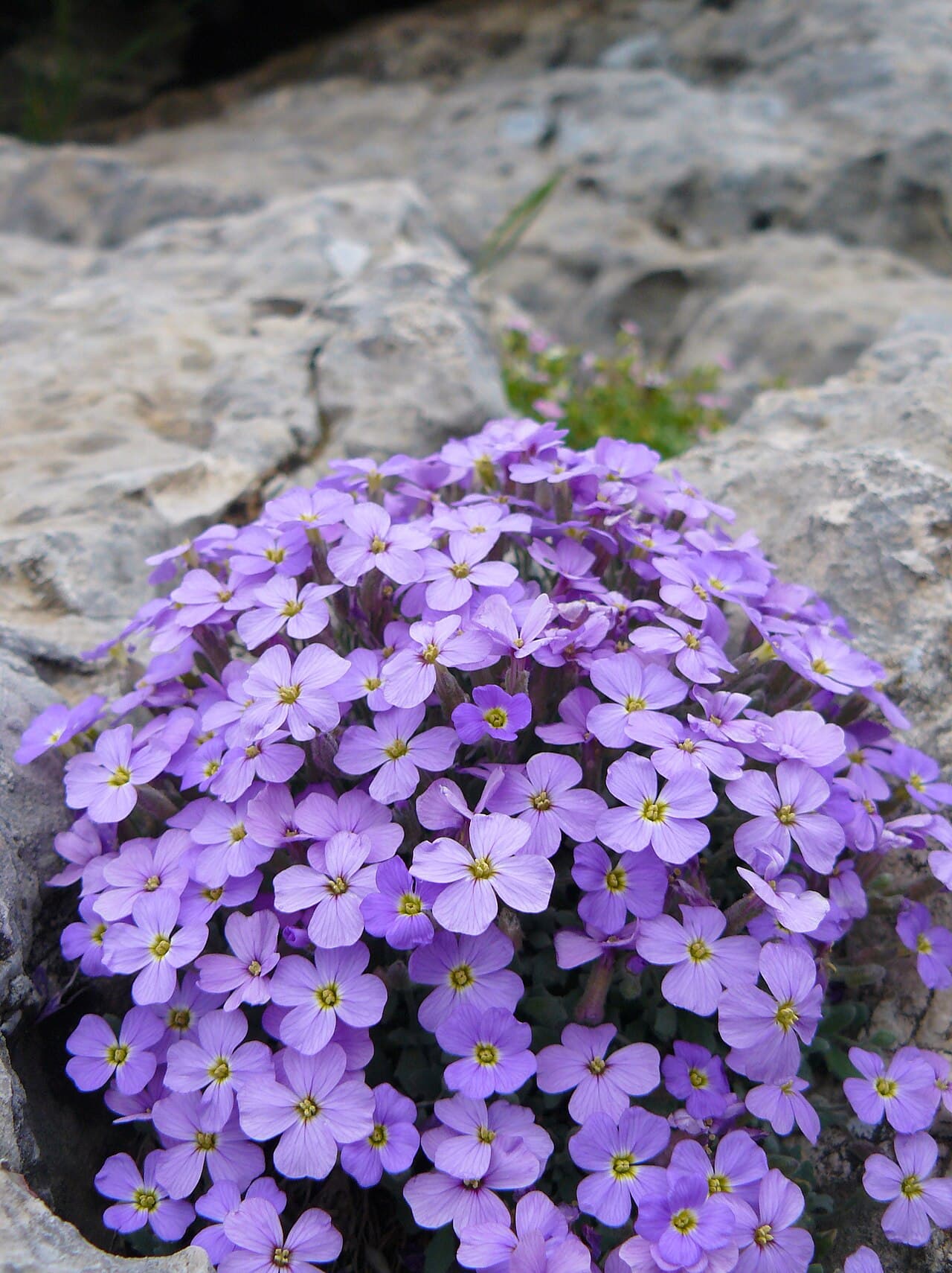 Purple aubrieta spilling over a wall