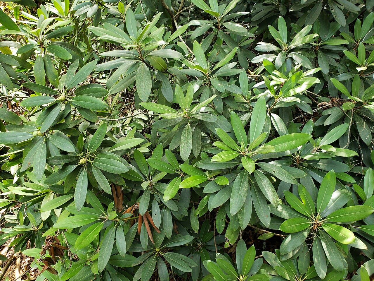 White rosebay rhododendron flowers
