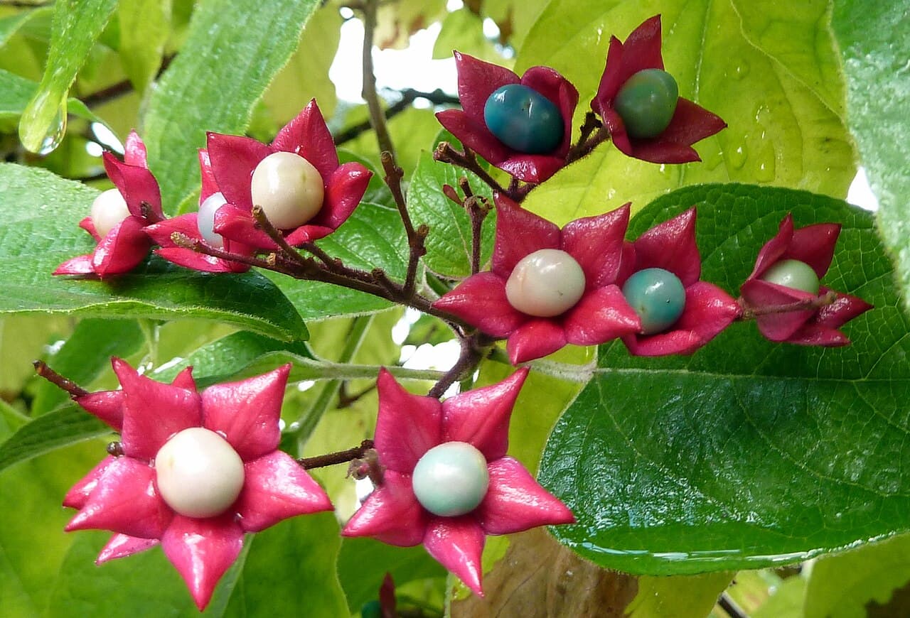 Turquoise fruit in red calyces of glorybower