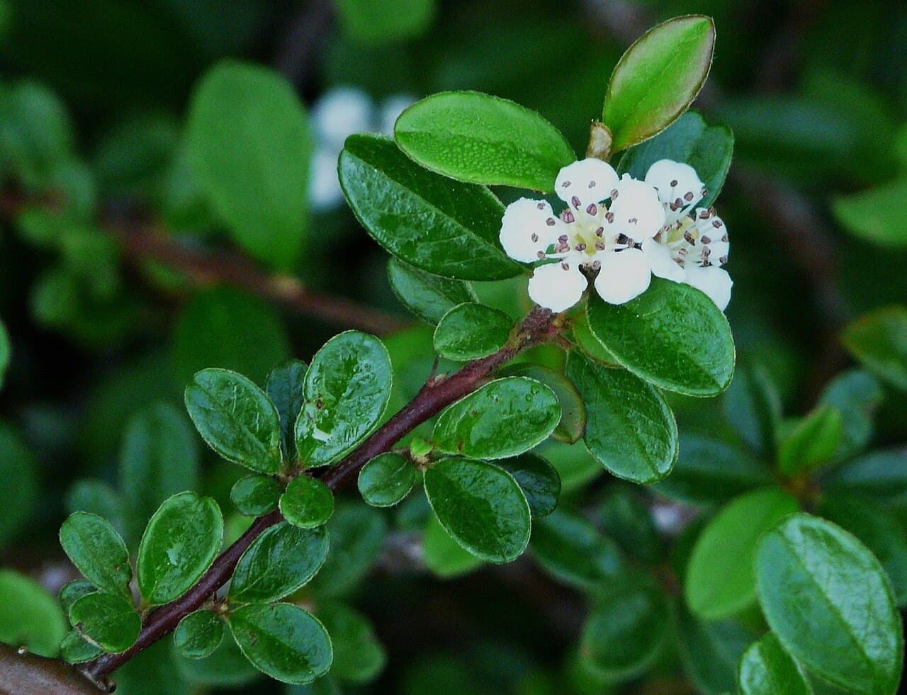 Low cotoneaster with red berries