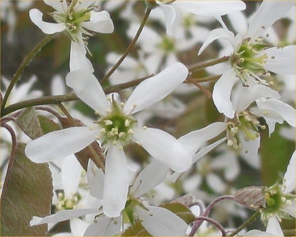 White shadbush flowers