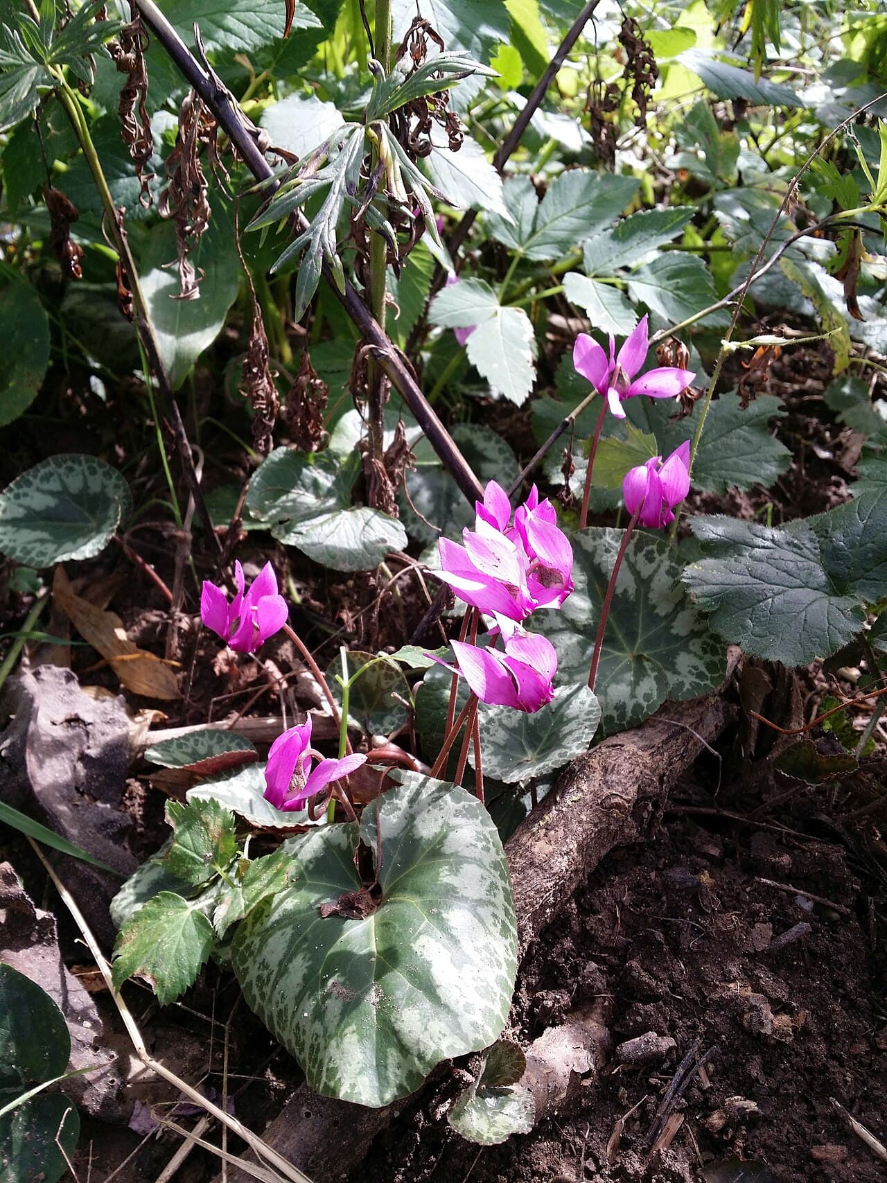 Pink cyclamen flowers with marbled leaves