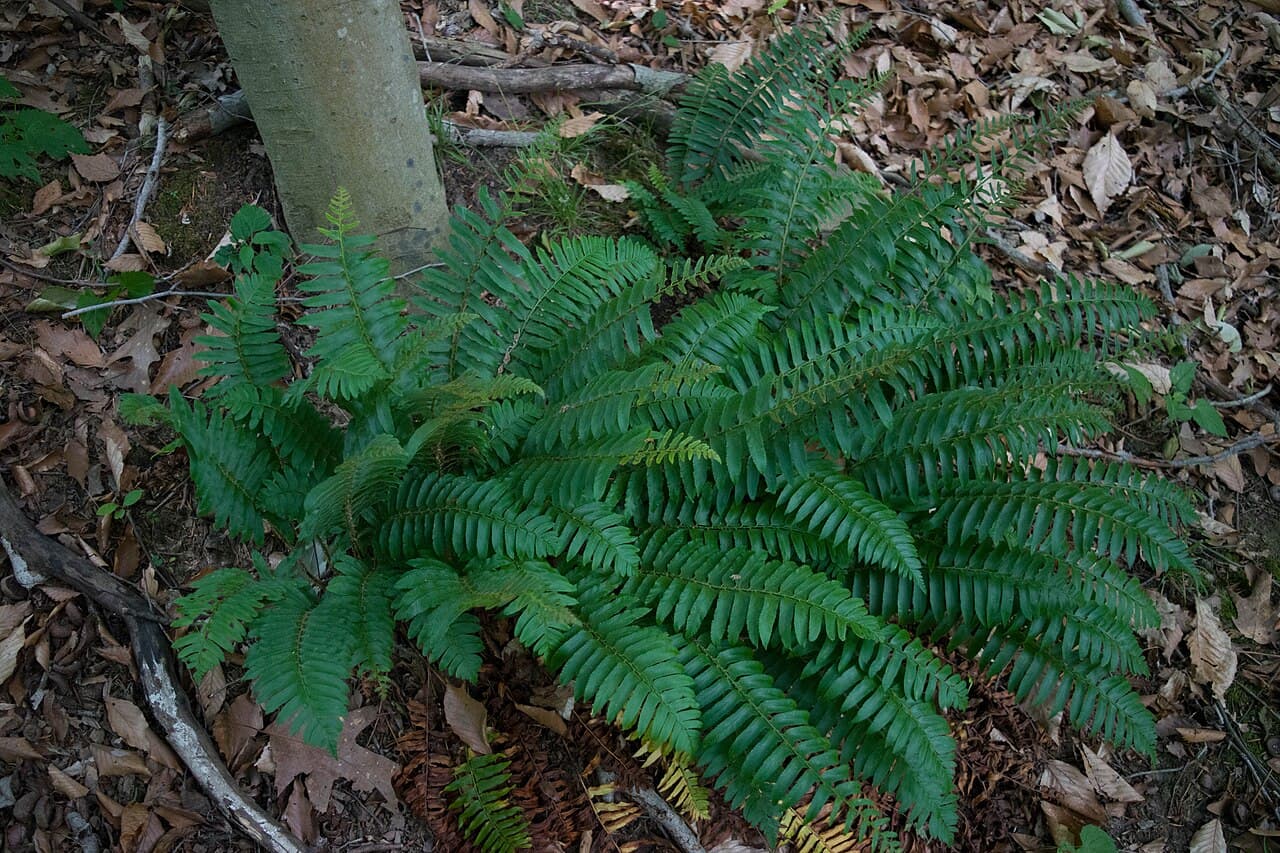 Christmas fern fronds, dark green and leathery, in woodland shade