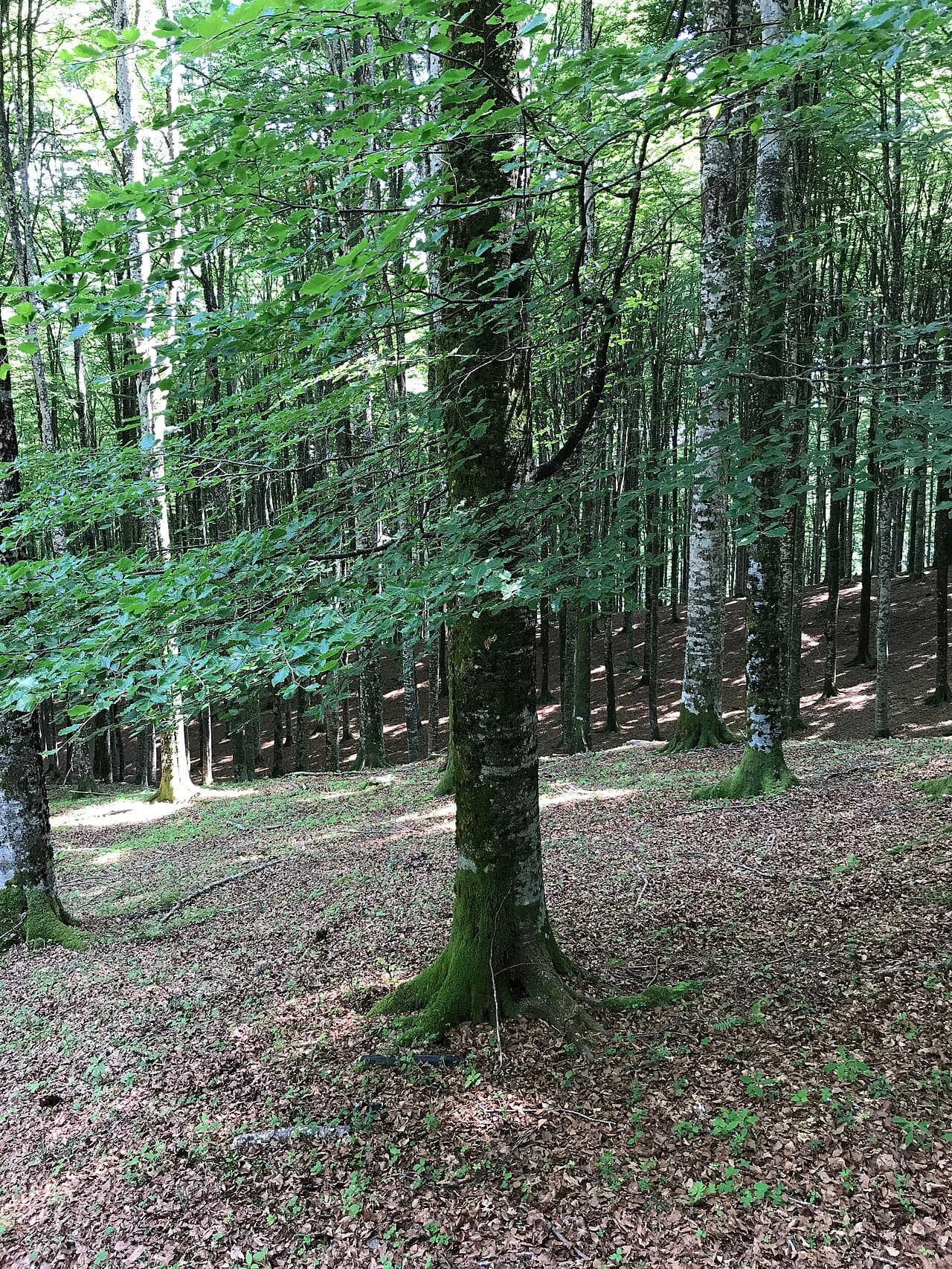 Smooth grey trunks of European beech