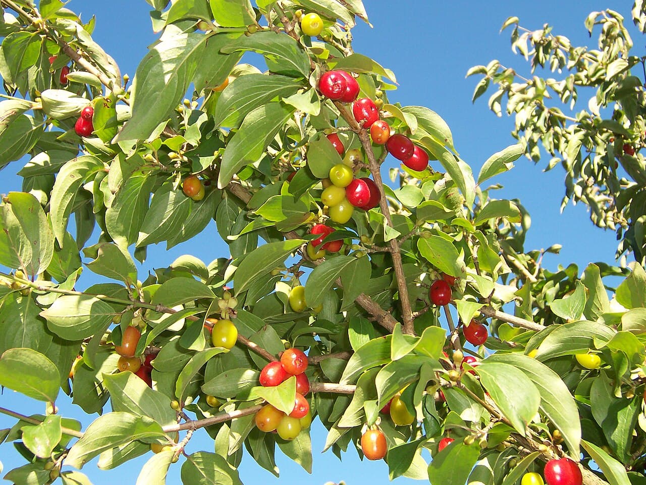 Red cornelian cherry fruit