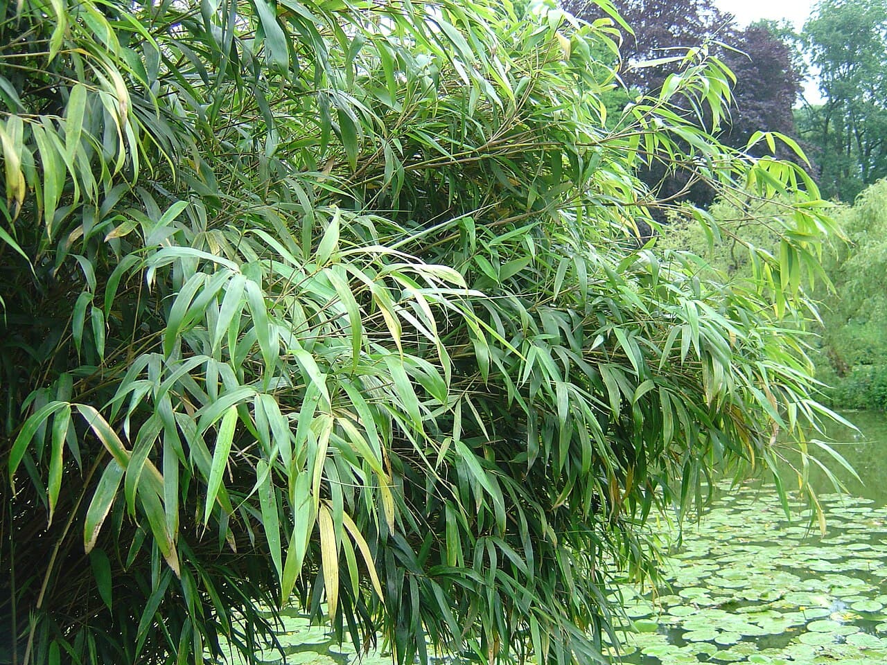 Arching clump of Fargesia bamboo
