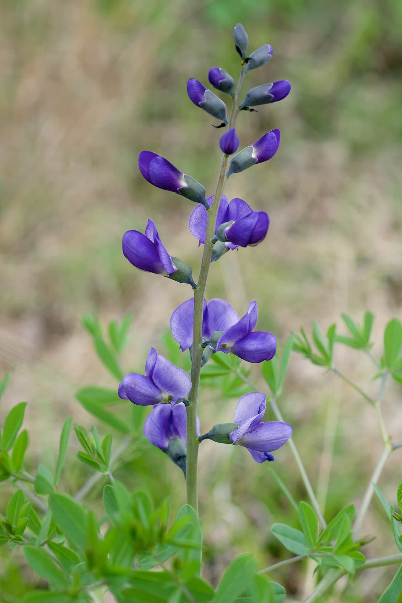 Blue pea flowers of false indigo