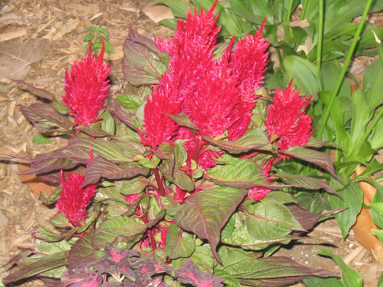 Celosia with upright plume-shaped flower heads