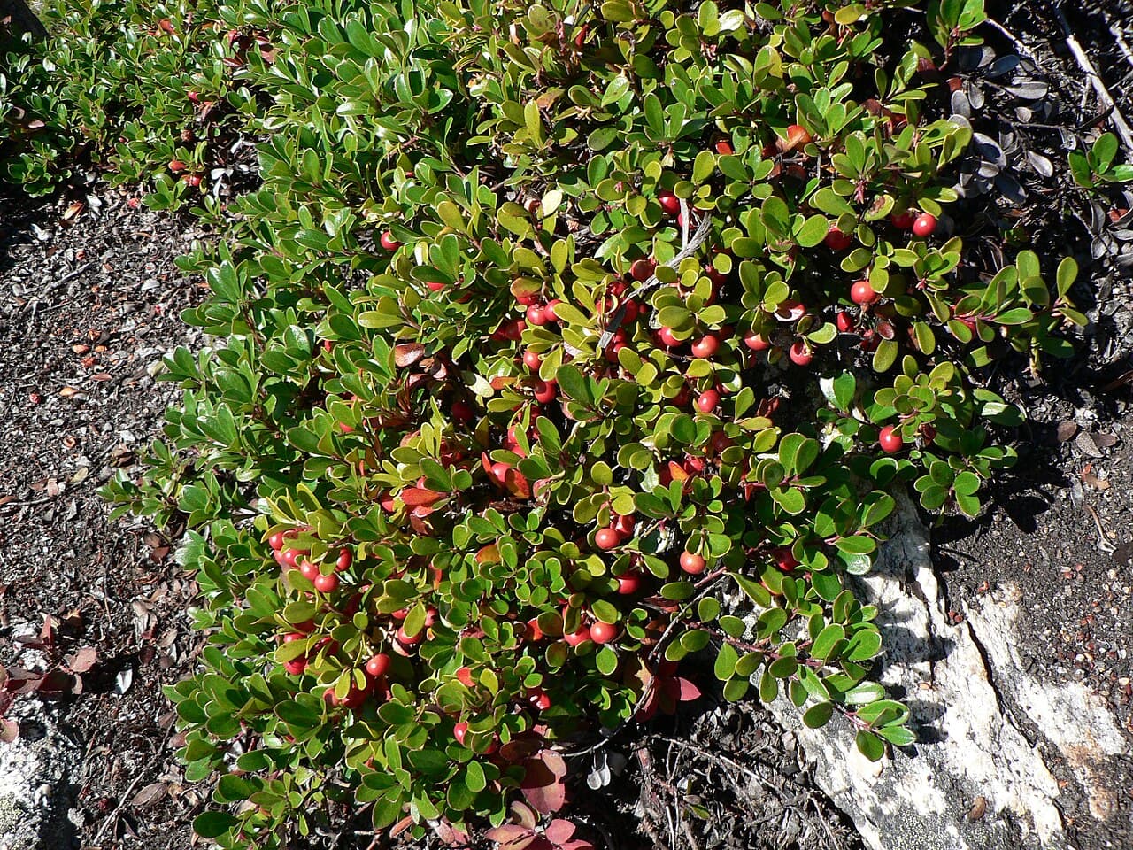 Low evergreen bearberry mat with red berries
