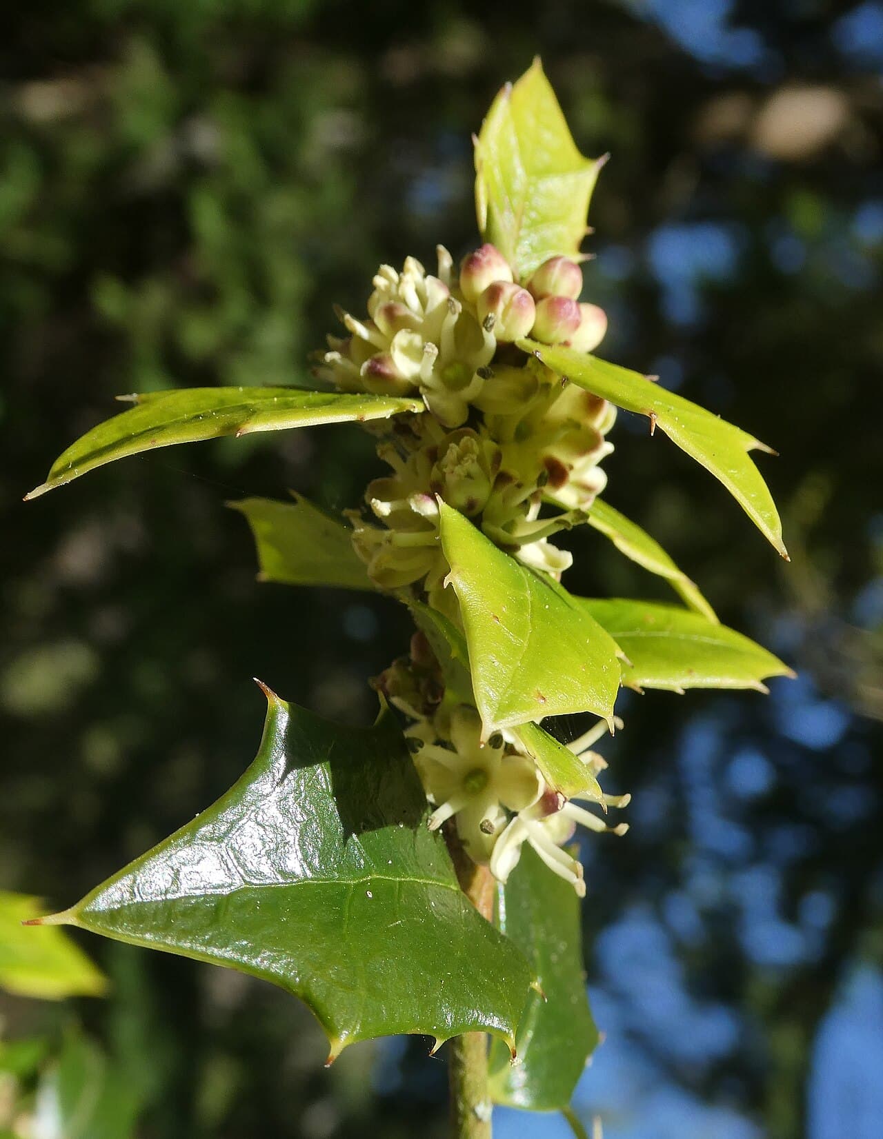 Small triangular spined holly leaves