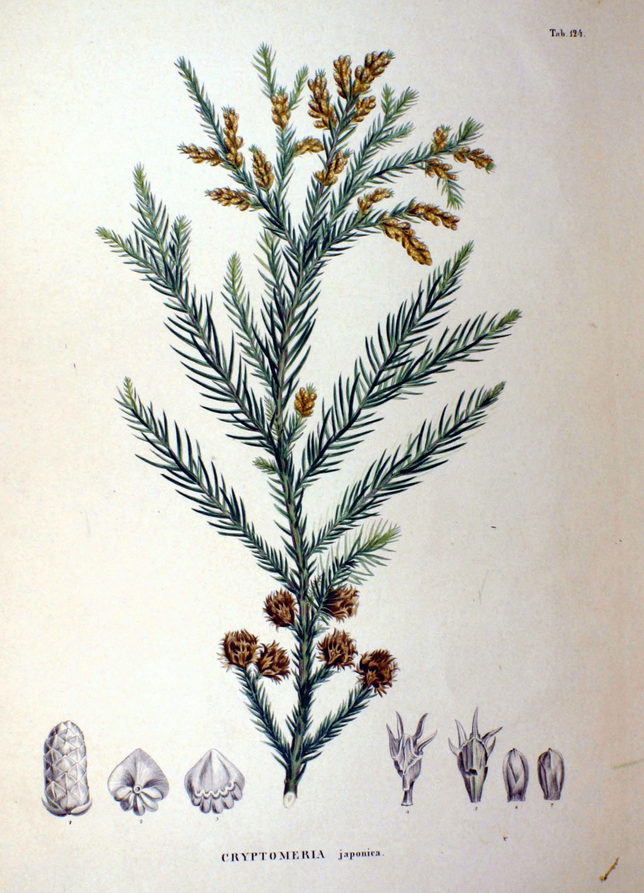 Botanical illustration of Japanese cedar
