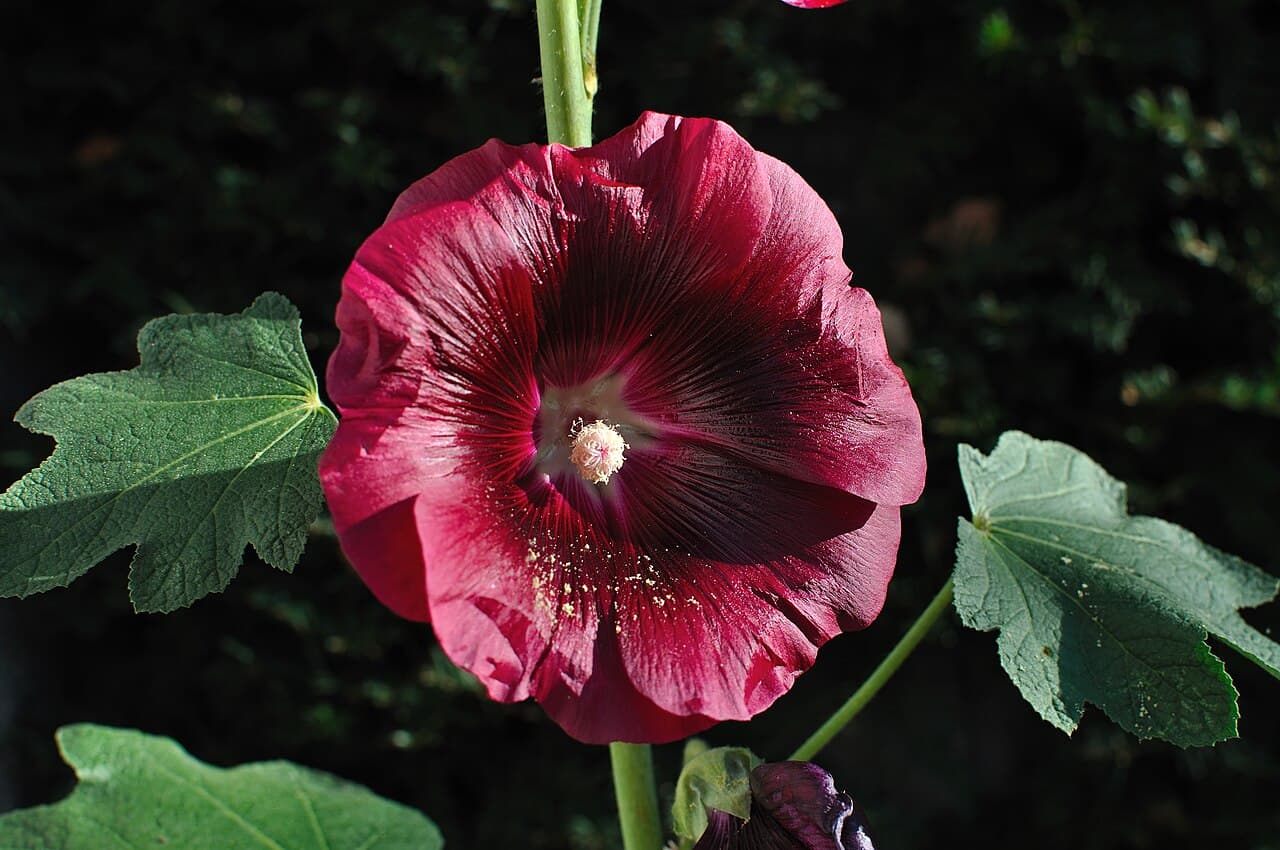 Tall purple hollyhock flower spike