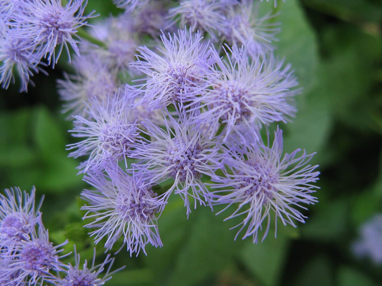 Fluffy blue mistflower heads
