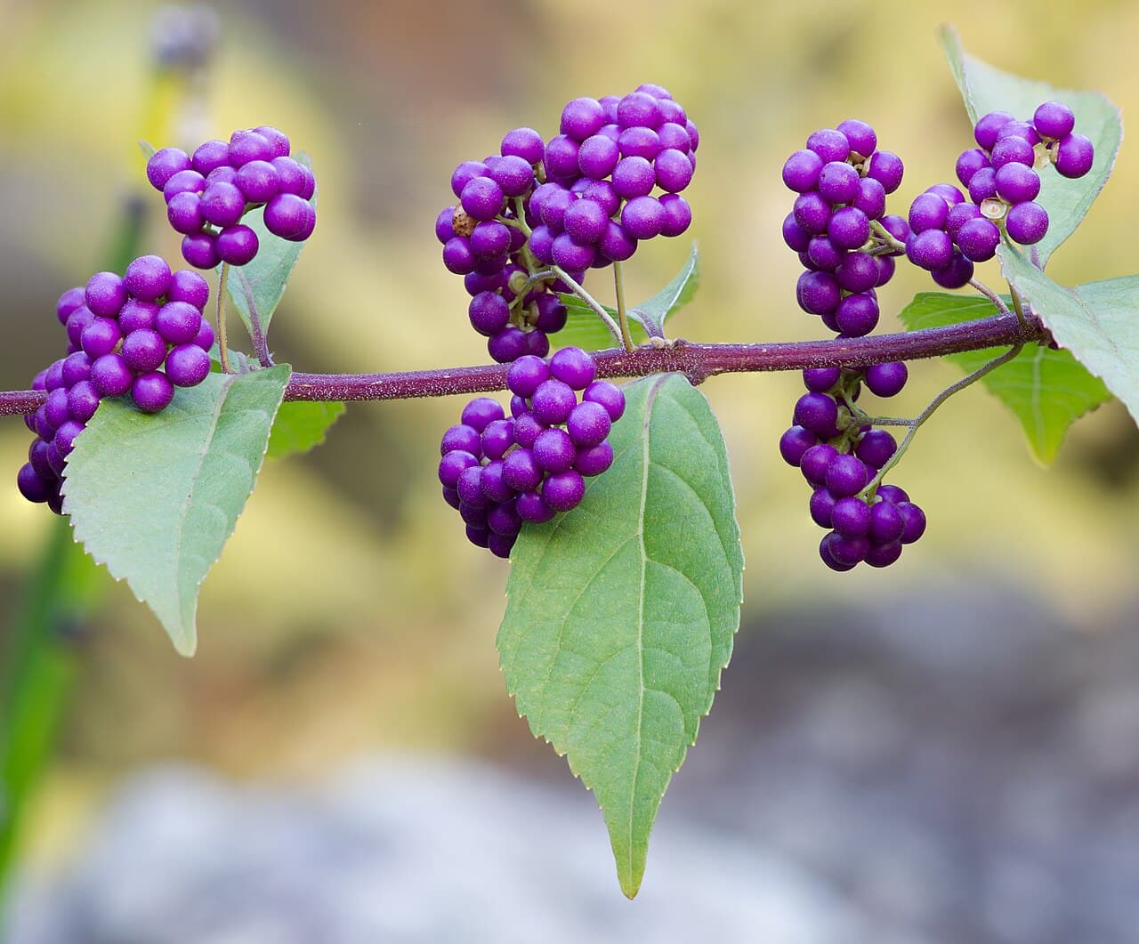 Clusters of bright violet beautyberry fruit