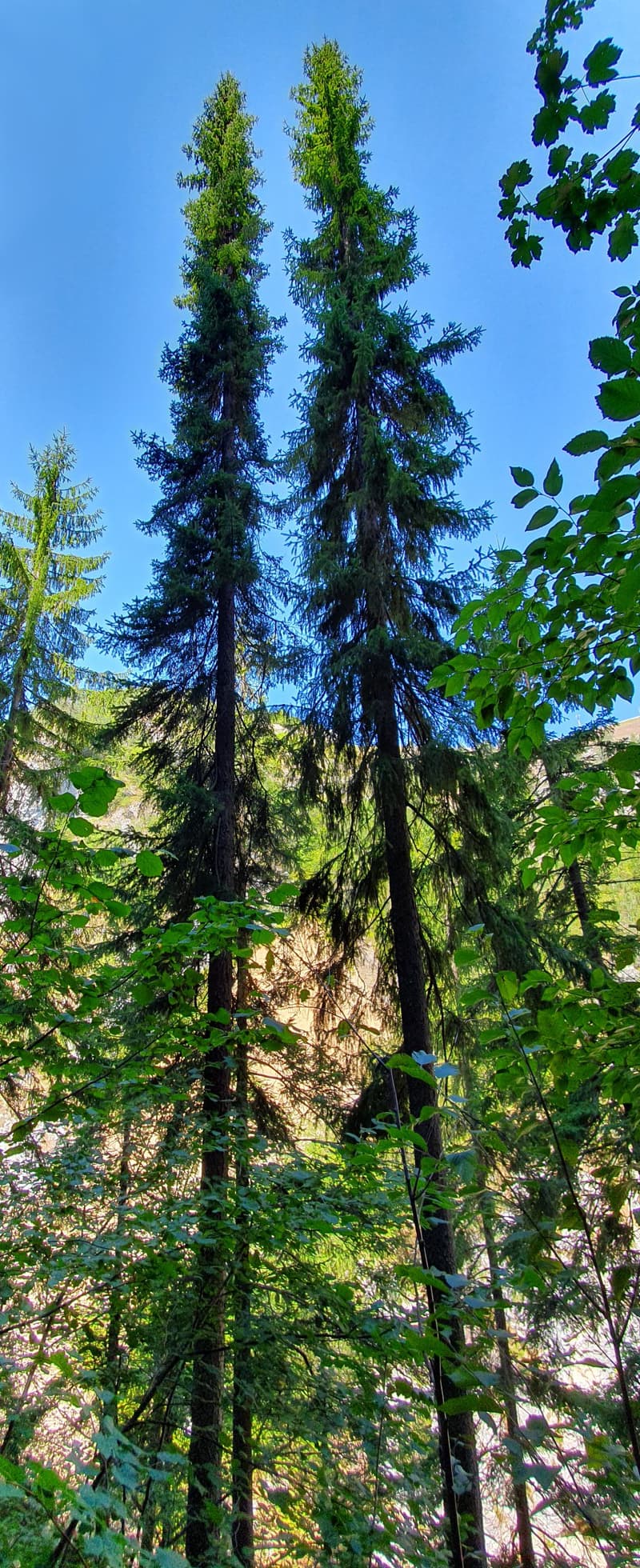 Narrow spire of Serbian spruce