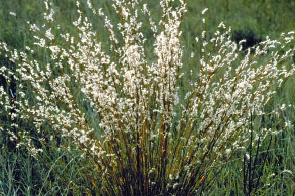 Little bluestem in autumn colour