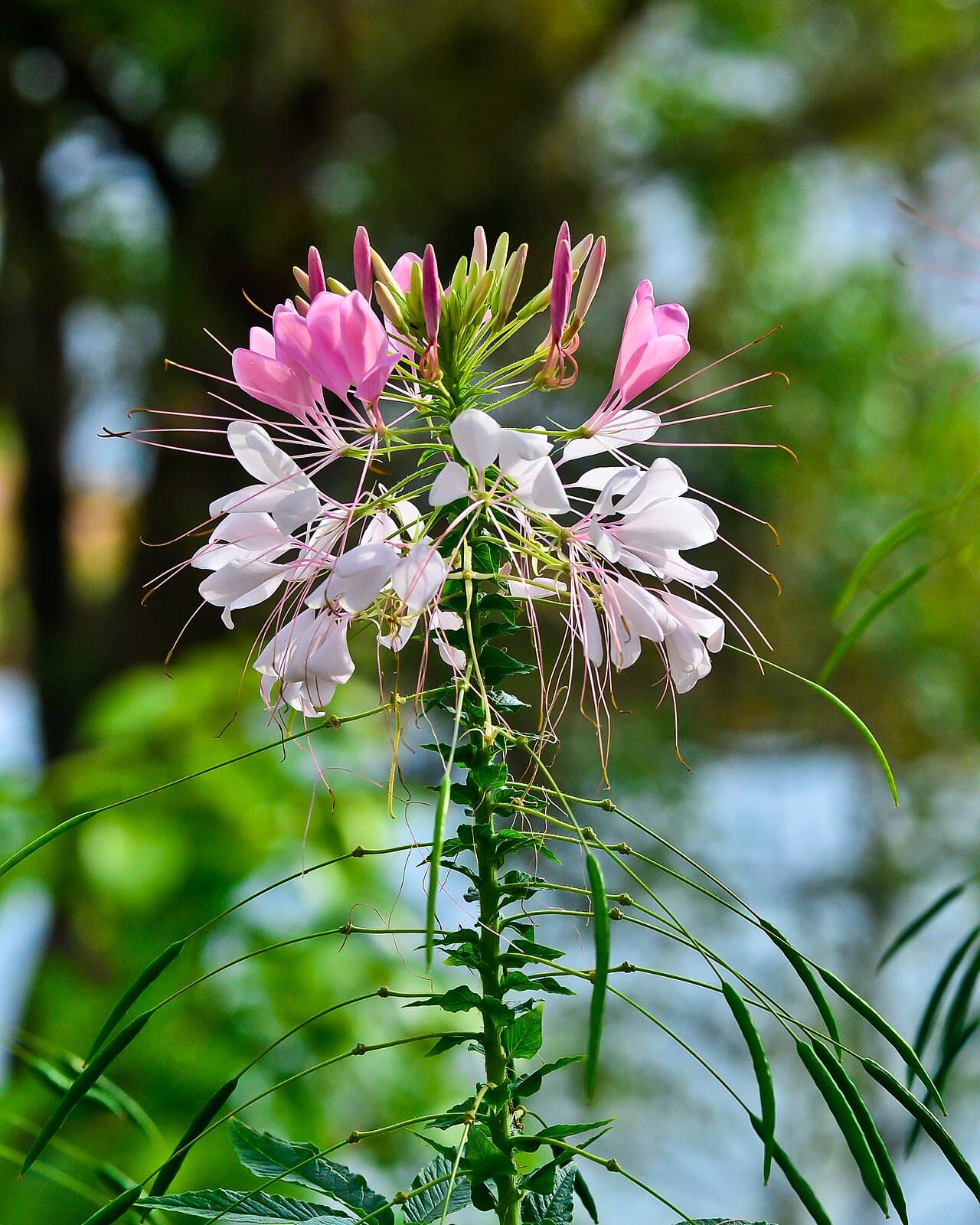 Pink spider flower head with long stamens