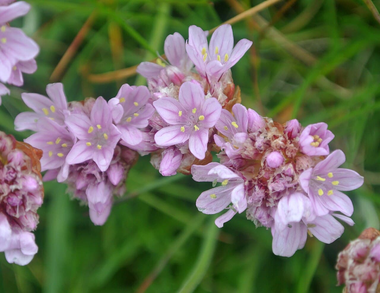 Pink globe flowers of sea thrift over grassy cushions