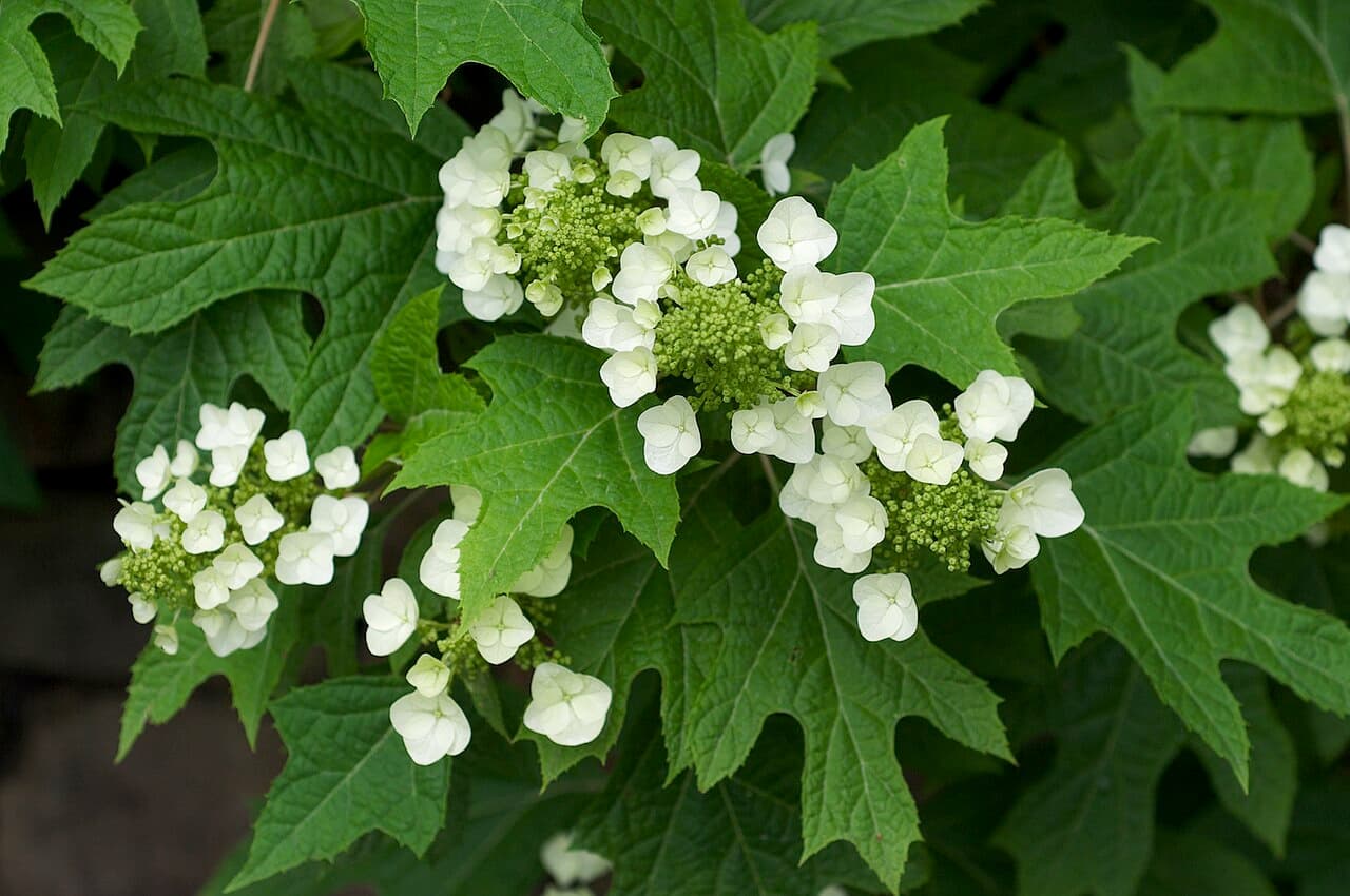 Cone-shaped white flowers and oak-like leaves